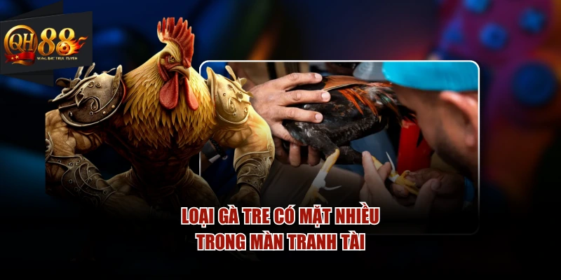 Loại gà tre có mặt nhiều trong màn tranh tài