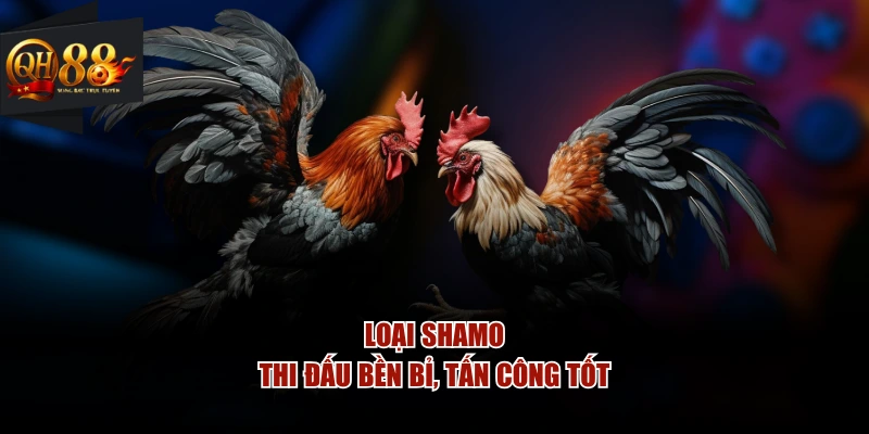 Loại Shamo thi đấu bền bỉ, tấn công tốt