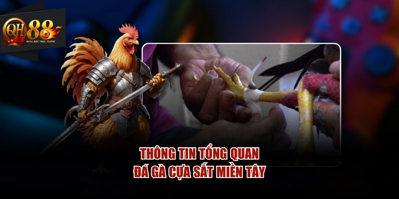 Thông tin tổng quan đá gà cựa sắt miền Tây